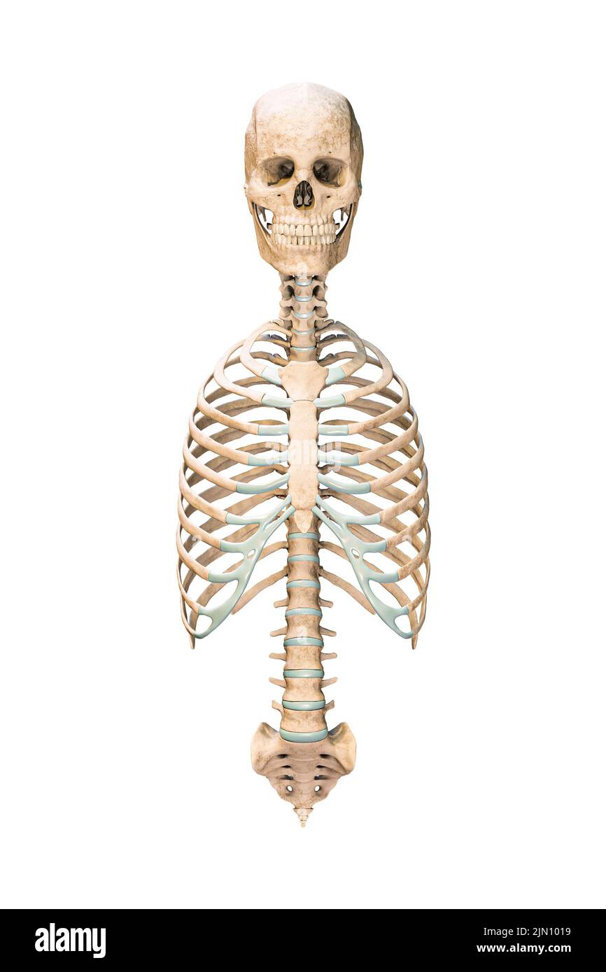 Vista anteriore o frontale accurata delle ossa assiali del sistema scheletrico umano o dello scheletro isolato su sfondo bianco 3D illustrazione di rappresentazione. anat. Vuota Foto Stock