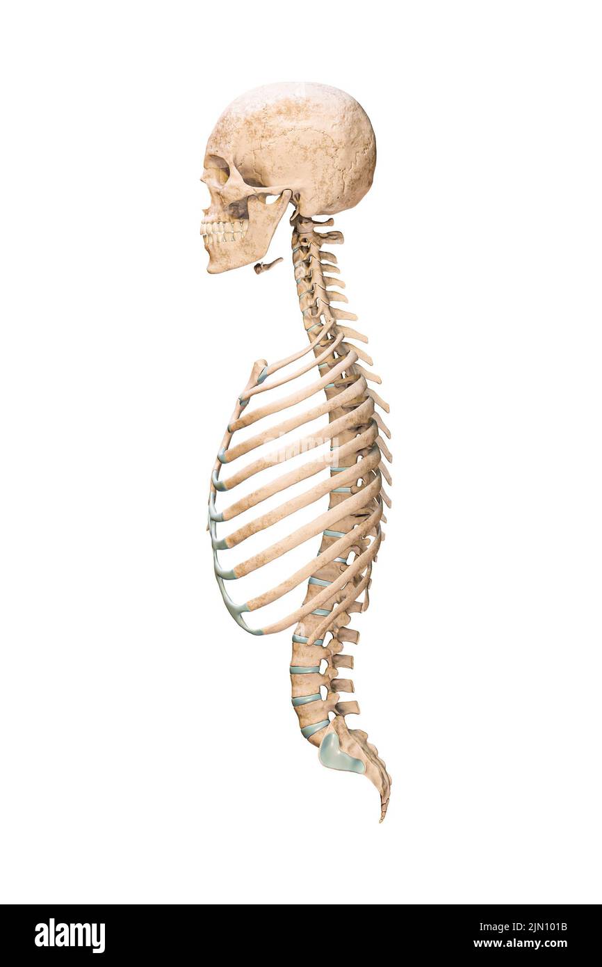 Vista laterale o di profilo accurata delle ossa assiali del sistema scheletrico umano o dello scheletro isolato su sfondo bianco 3D illustrazione di rappresentazione. ana. Vuota Foto Stock