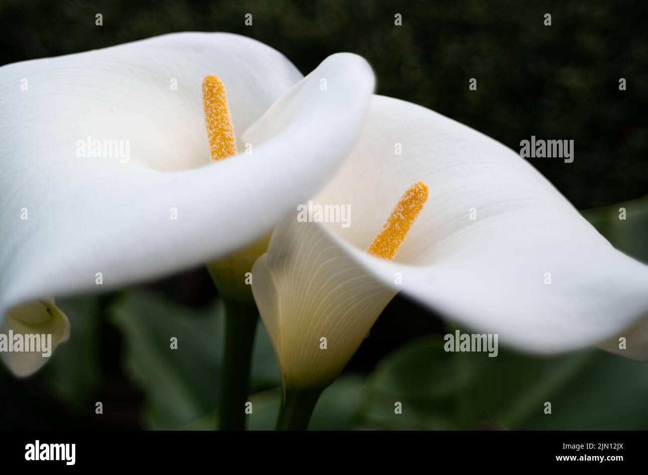 coppia di gigli di arum Foto Stock