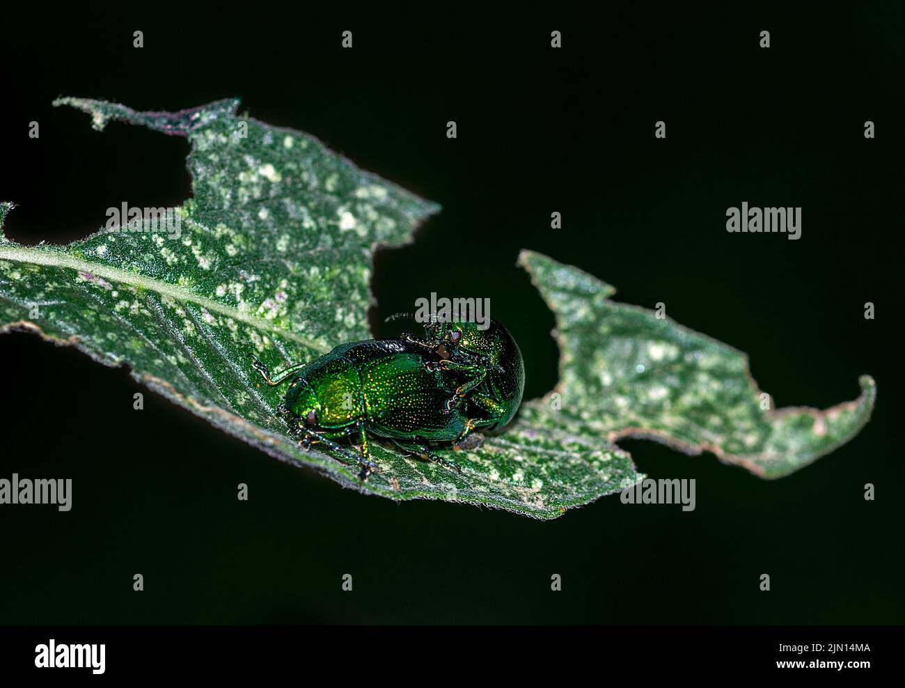 verde insetto lucido accoppiamento su foglia in natura Foto Stock