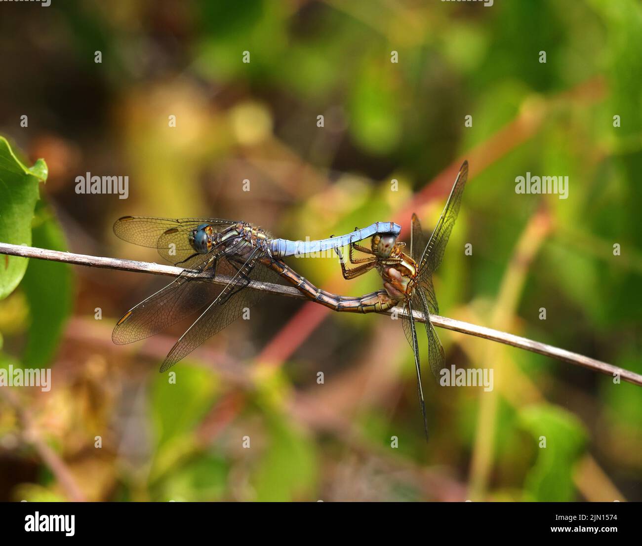 Keeled Skimmer Dragonflies - Orthetrum Coerulesce, che si accoppia su un ramoscello nel loro ambiente naturale. Foto macro, messa a fuoco superficiale selettiva per effetto. Foto Stock