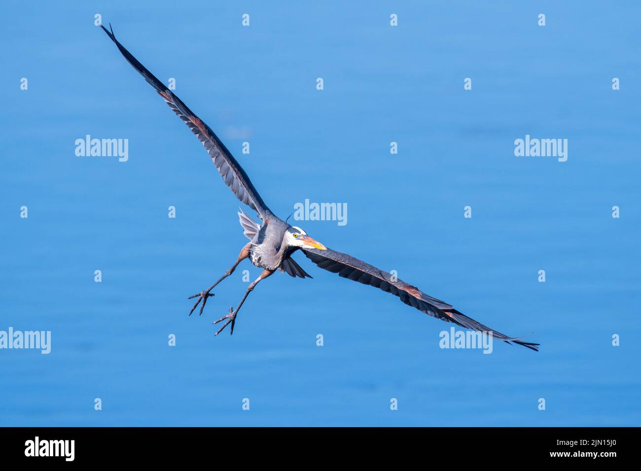 Great Blue Heron (Ardea herodius) Flying, e North America, di Dominique Braud/Dembinsky Photo Assoc Foto Stock