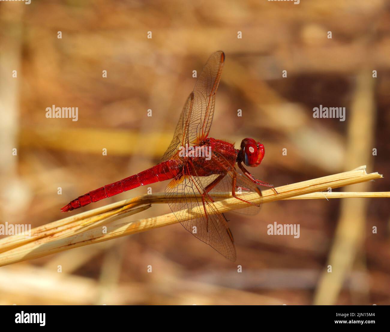 Maschio Ruddy Darter Dragonfly, arroccato su un gambo di erba secca in natura. Foto macro. Messa a fuoco superficiale selettiva per effetto. Foto Stock