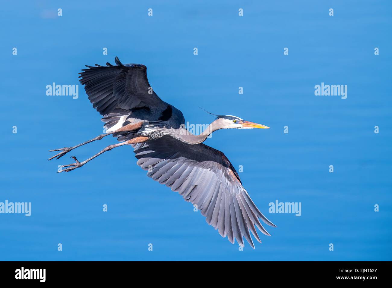 Great Blue Heron (Ardea herodius) Flying, e North America, di Dominique Braud/Dembinsky Photo Assoc Foto Stock