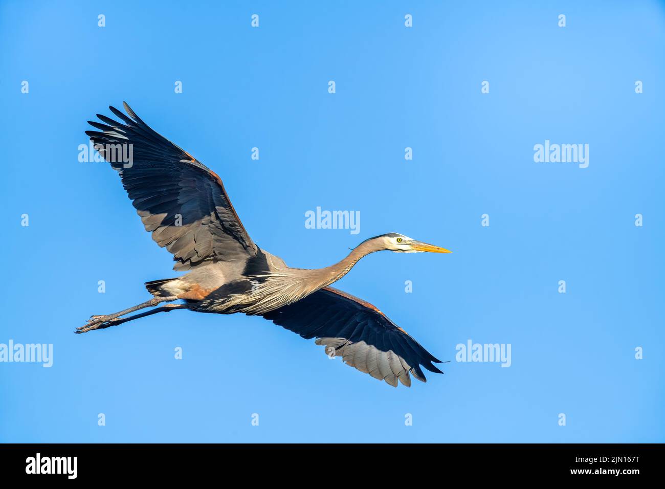 Great Blue Heron (Ardea herodius) Flying, e North America, di Dominique Braud/Dembinsky Photo Assoc Foto Stock