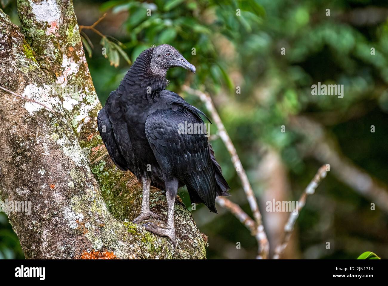 Avvoltoio nero, noto anche come avvoltoio nero americano Foto Stock