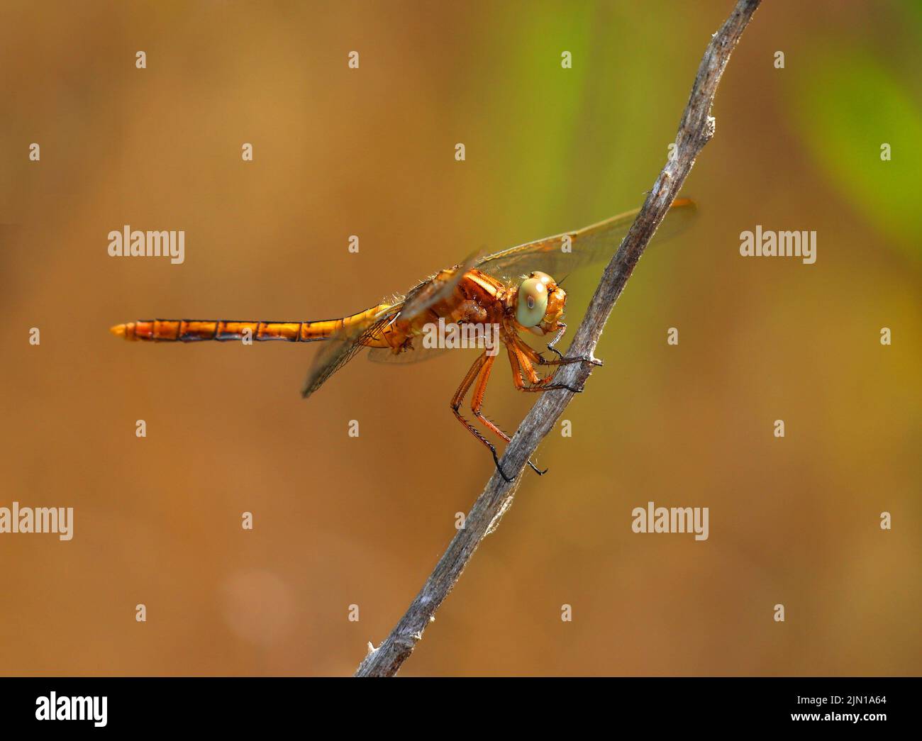 Donna Keeled Skimmer Dragonfly - Orthetrum Coerulesce che si aggirano su un ramoscello nel suo ambiente naturale. Foto macro, messa a fuoco superficiale selettiva per effetto. Foto Stock