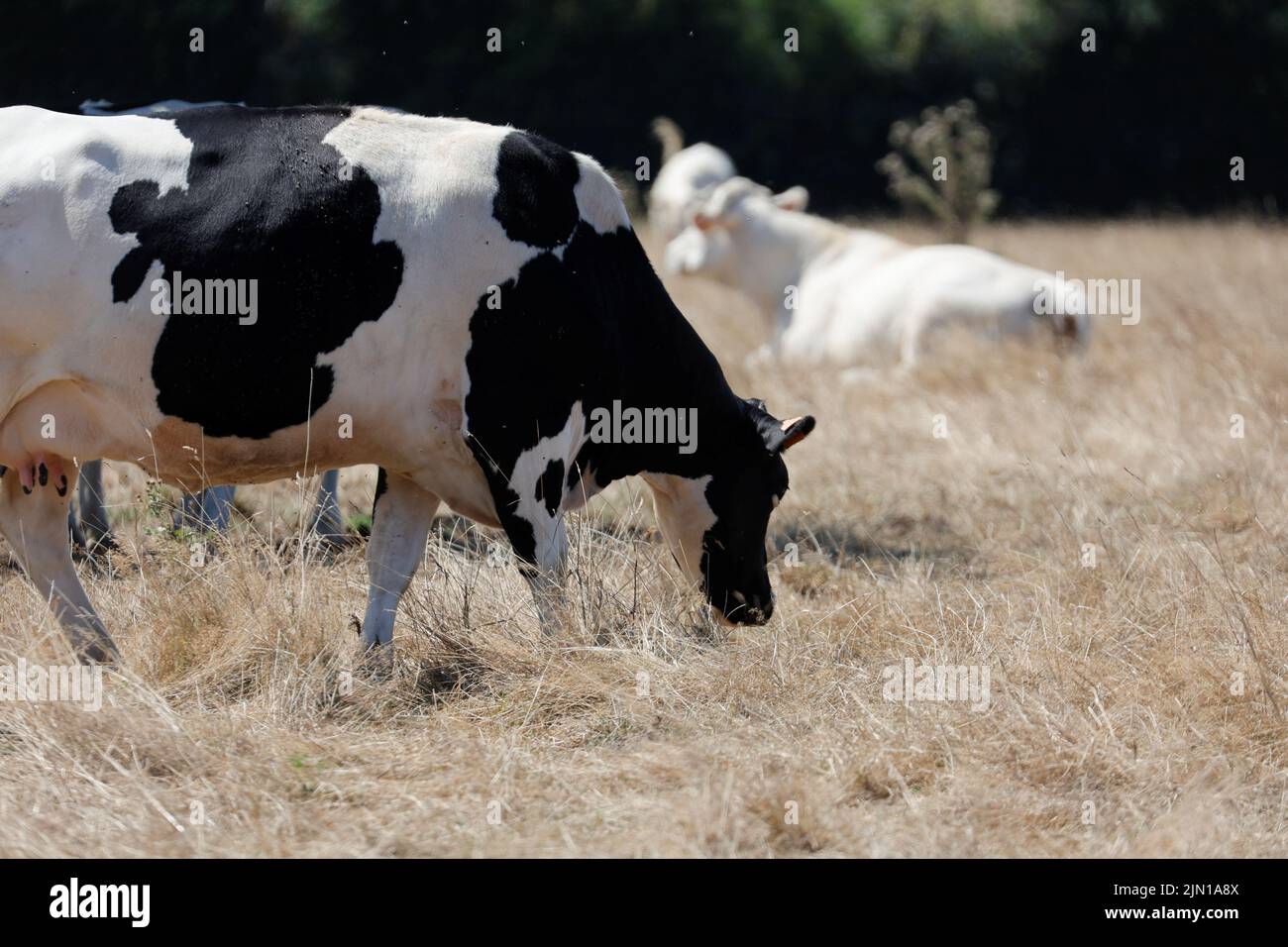 Una mucca pascola l'erba di un prato mentre un'onda di calore colpisce l'Europa, a Forest-en-Cambresis, Francia, 8 agosto 2022. REUTERS/Pascal Rossignol Foto Stock