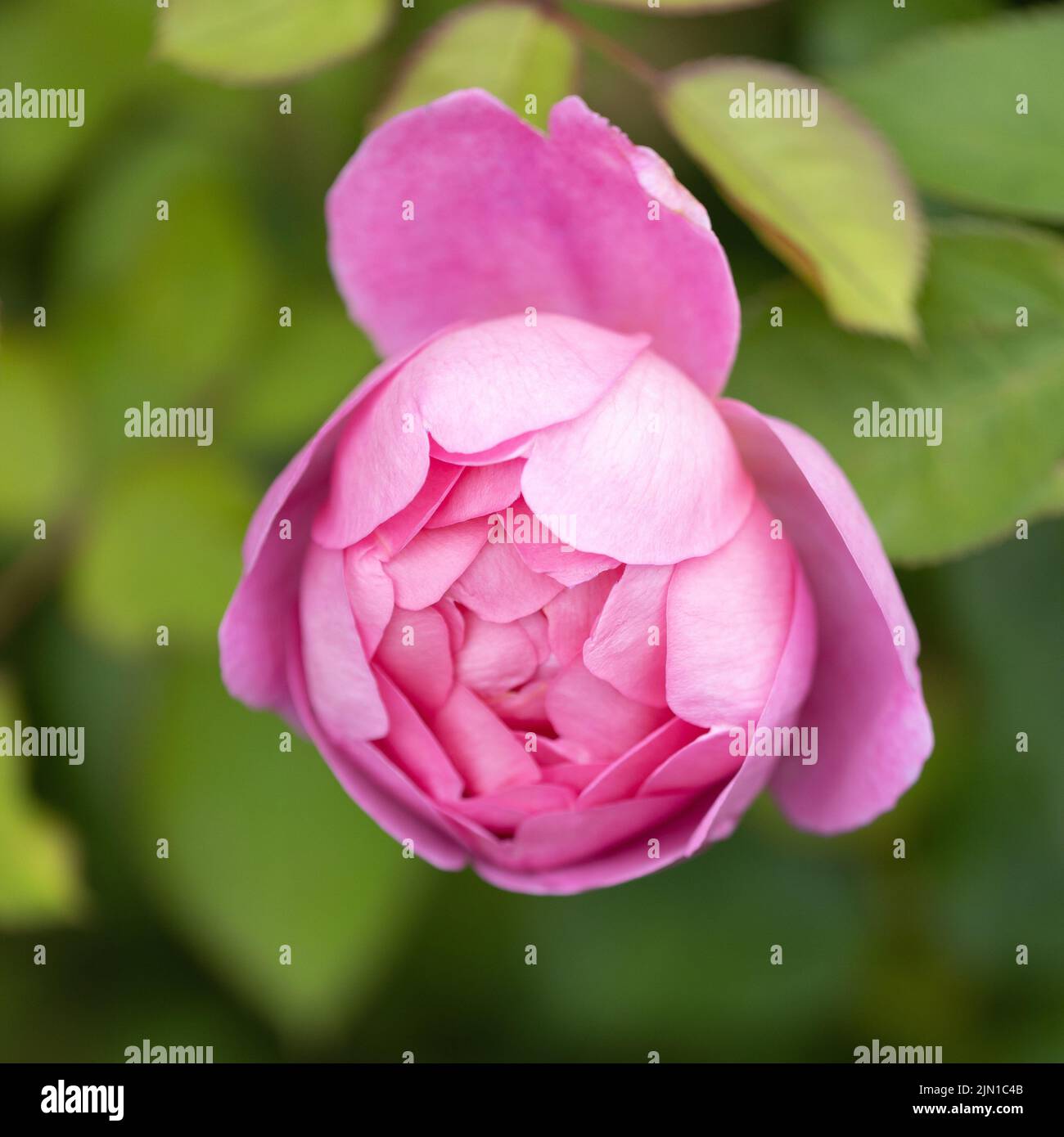Royal Jubilee David Austin rosa Foto Stock