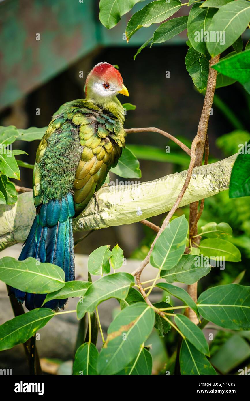 Ritratto di Turaco a cresta rossa in un santuario degli uccelli Foto Stock