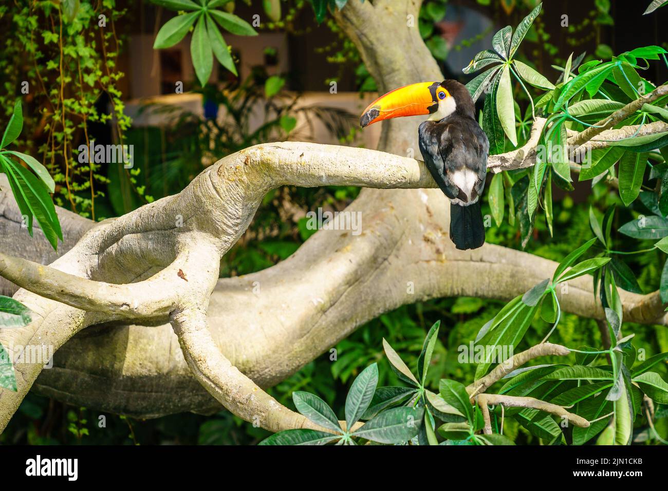 Ritratto di toucan toco o toucan gigante in un santuario degli uccelli Foto Stock