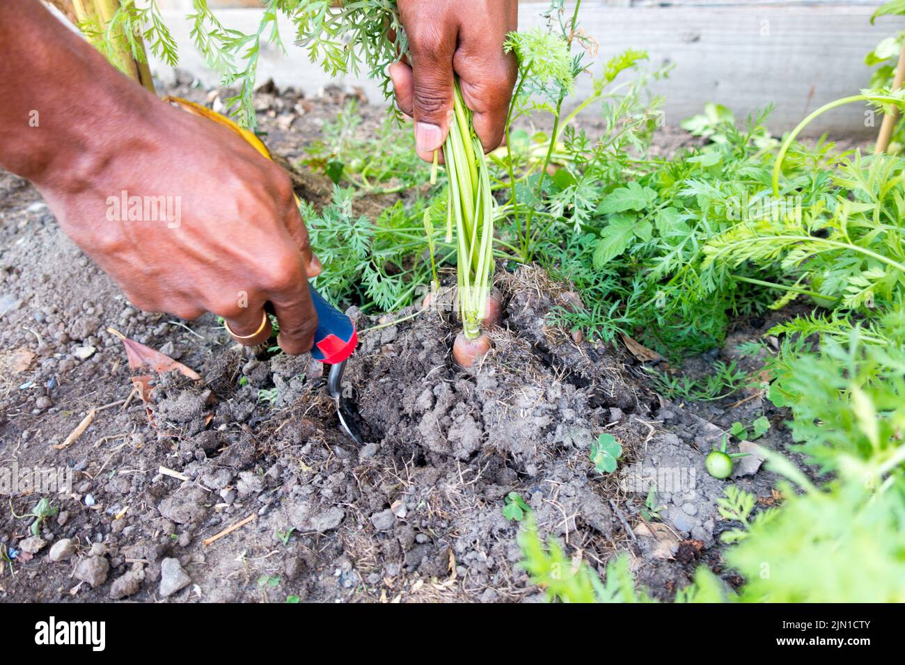 Adulto maschio scavando carota in giardino domestico usando una forchetta della mano Foto Stock