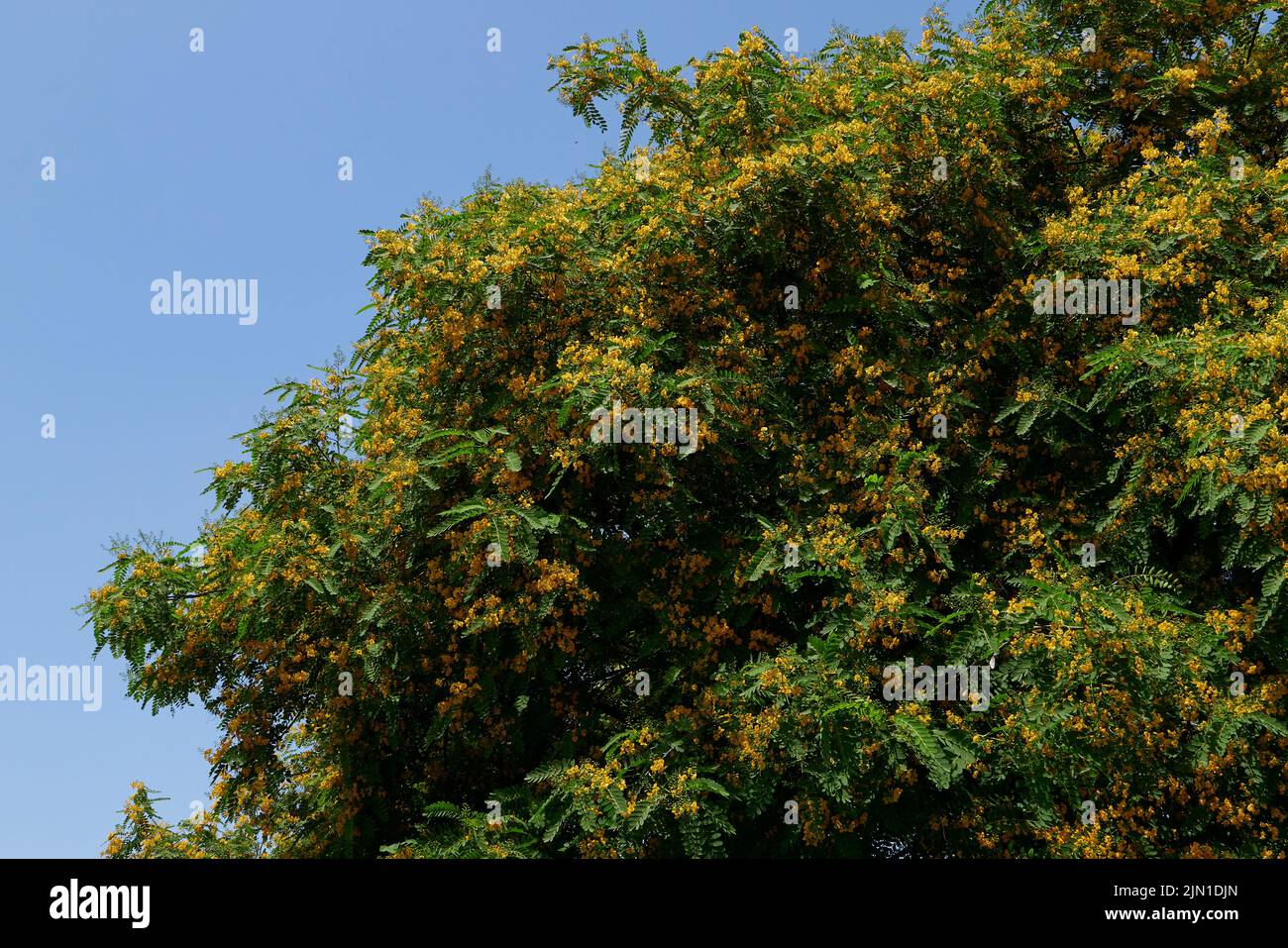 Tipuana Tipu albero in fiore Foto Stock