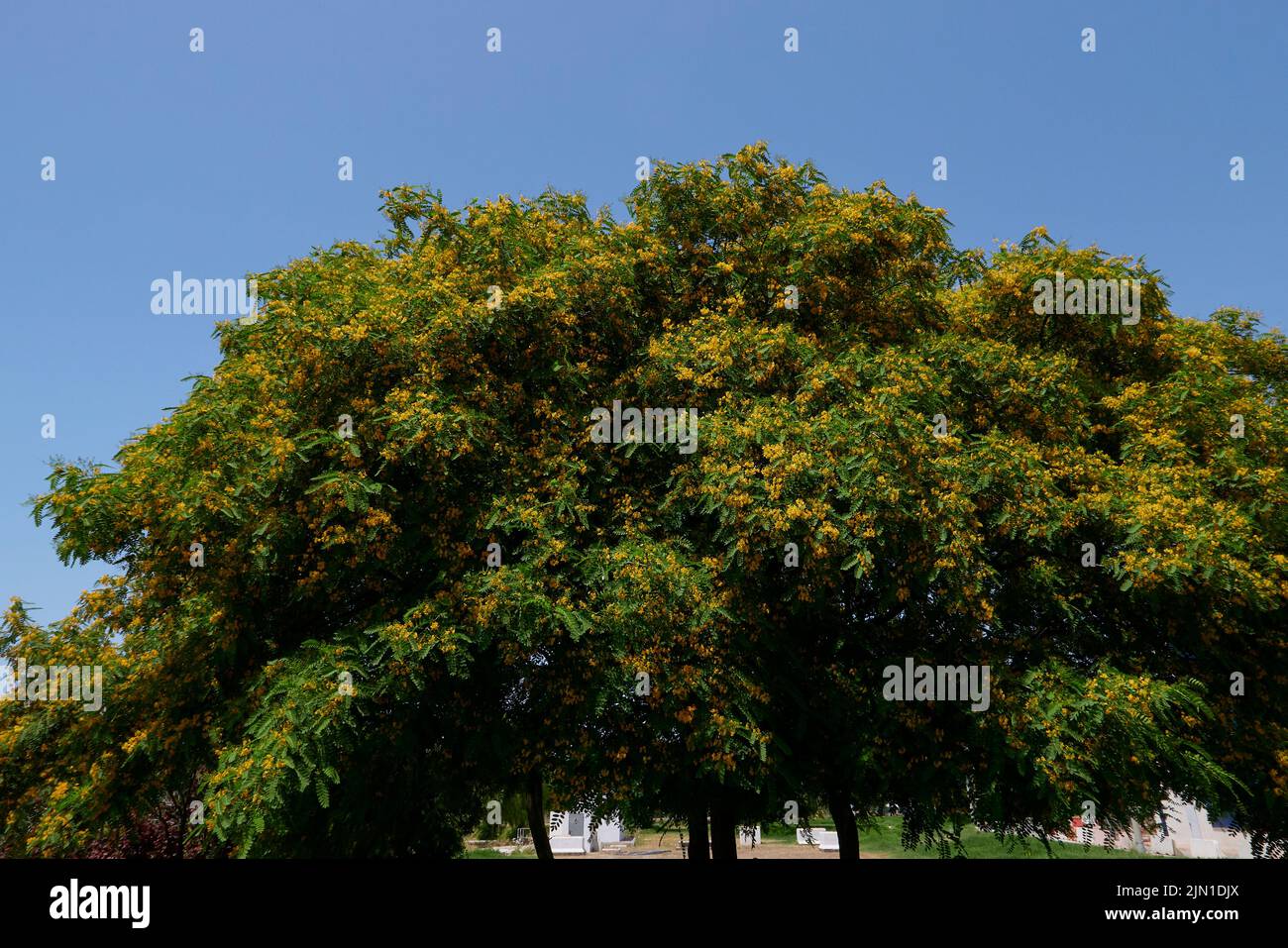 Tipuana Tipu albero in fiore Foto Stock