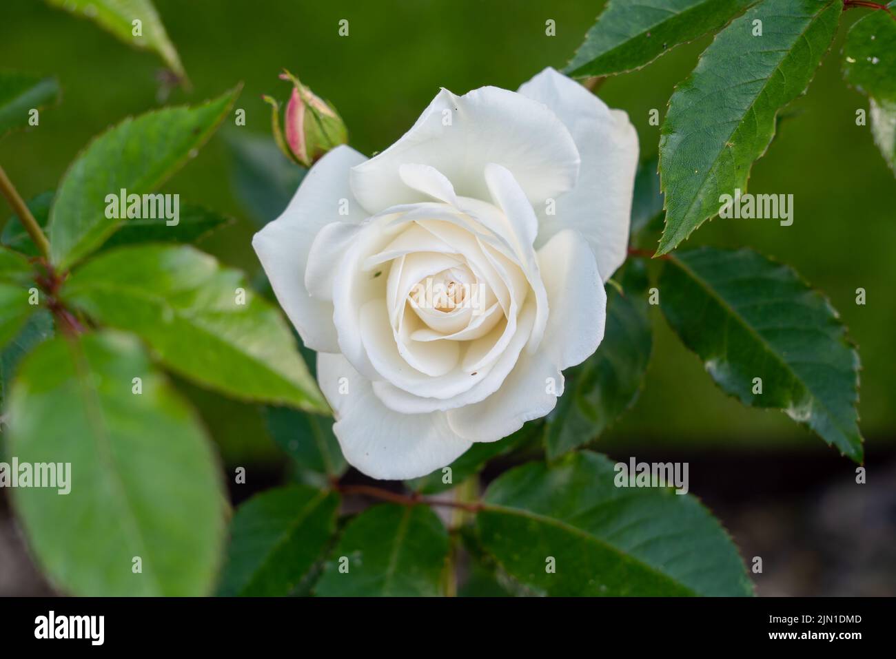 Primo piano dettagliato di una bella rosa bianca di york fiore (Rosa x alba) in fiore Foto Stock