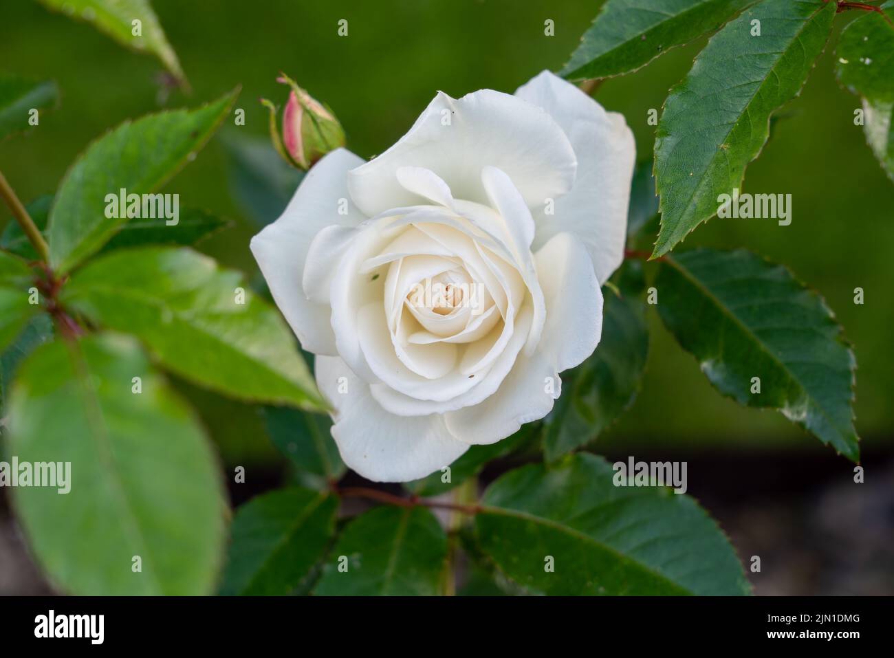 Primo piano dettagliato di una bella rosa bianca di york fiore (Rosa x alba) in fiore Foto Stock