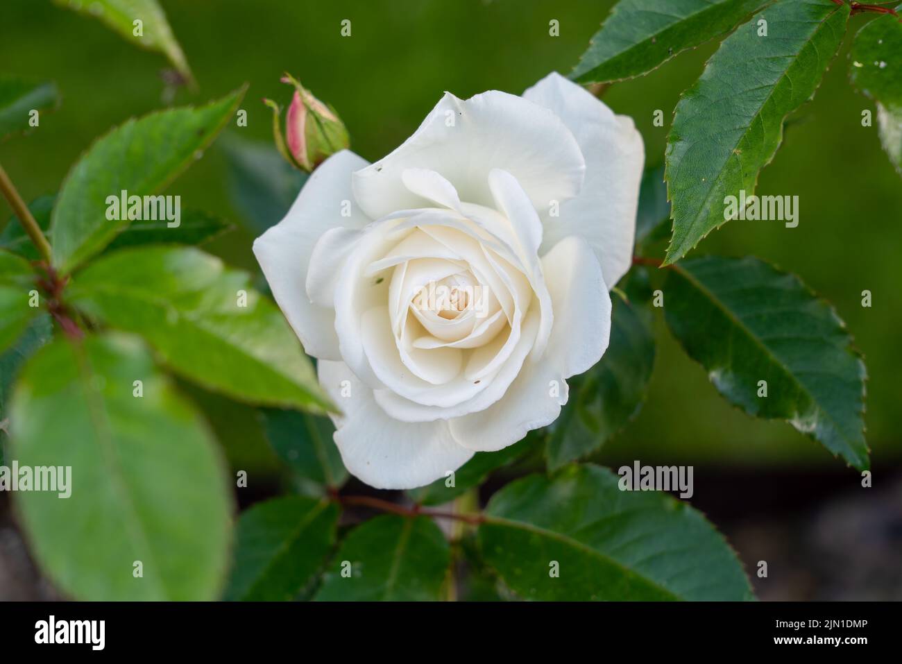 Primo piano dettagliato di una bella rosa bianca di york fiore (Rosa x alba) in fiore Foto Stock