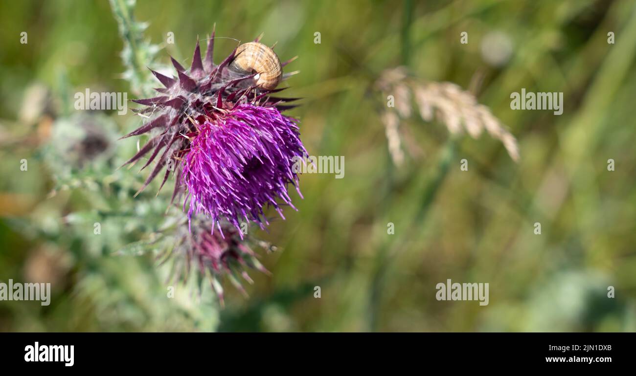 Primo piano dettagliato di un fiore rosa viola testa Musk Thistle (Carduus nutans) Foto Stock