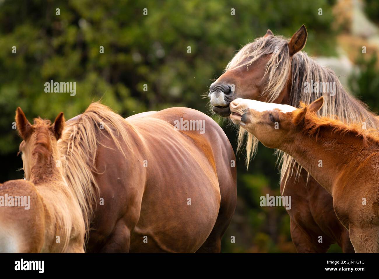 Giovane fallo che tocca il padre (stallone) con la bocca. (Equus ferus caballus). Estate, Pirenei. Cavall Pirinenc Català (Cavallo dei Pirenei catalani) Foto Stock