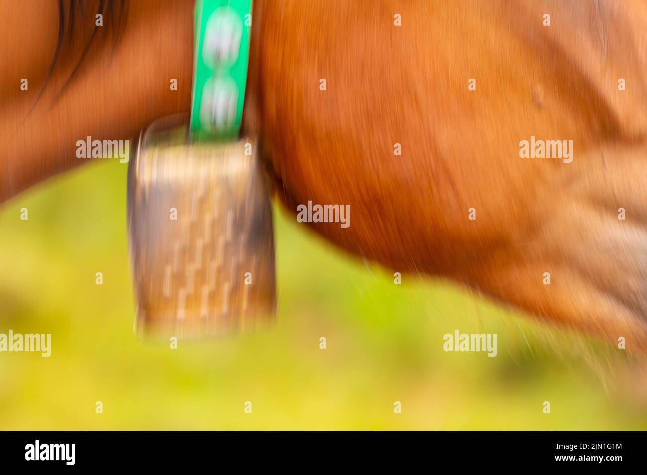Mare (equus ferus caballus) con campana. Scena estiva nei Pirenei. Cavall Pirinenc Català (Cavallo dei Pirenei catalani) Foto Stock
