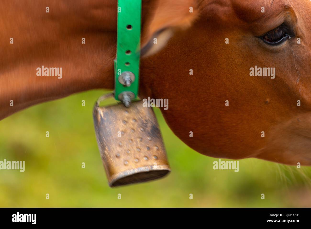 Mare (equus ferus caballus) con campana. Scena estiva nei Pirenei. Cavall Pirinenc Català (Cavallo dei Pirenei catalani) Foto Stock