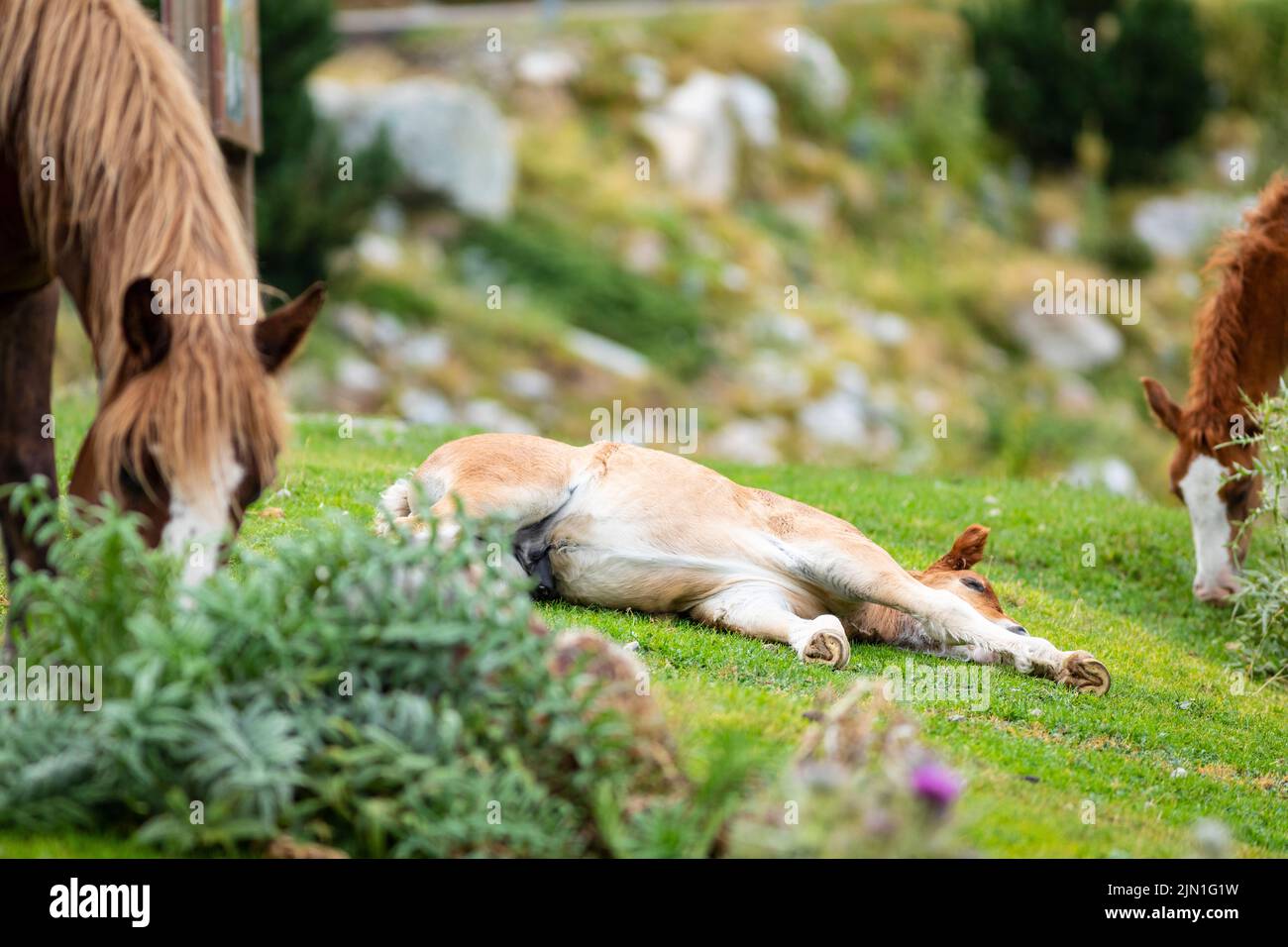 Maschio nemico che riposa in erba con sua madre a fianco (equus ferus caballus) Cavall Pirinenc Català (Cavallo dei Pirenei catalani) Foto Stock
