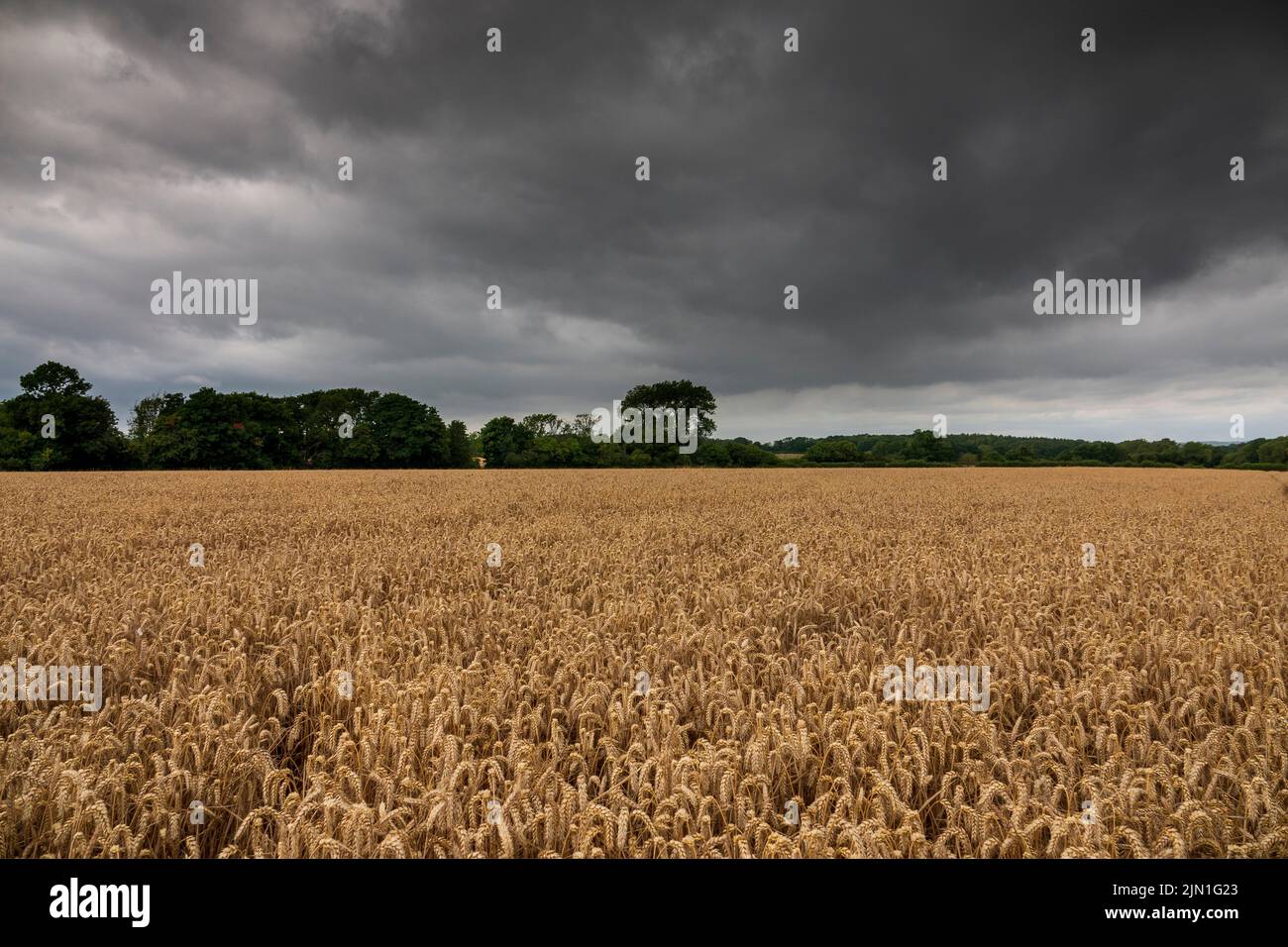 Un campo di grano che fallisce a causa della siccità Foto Stock