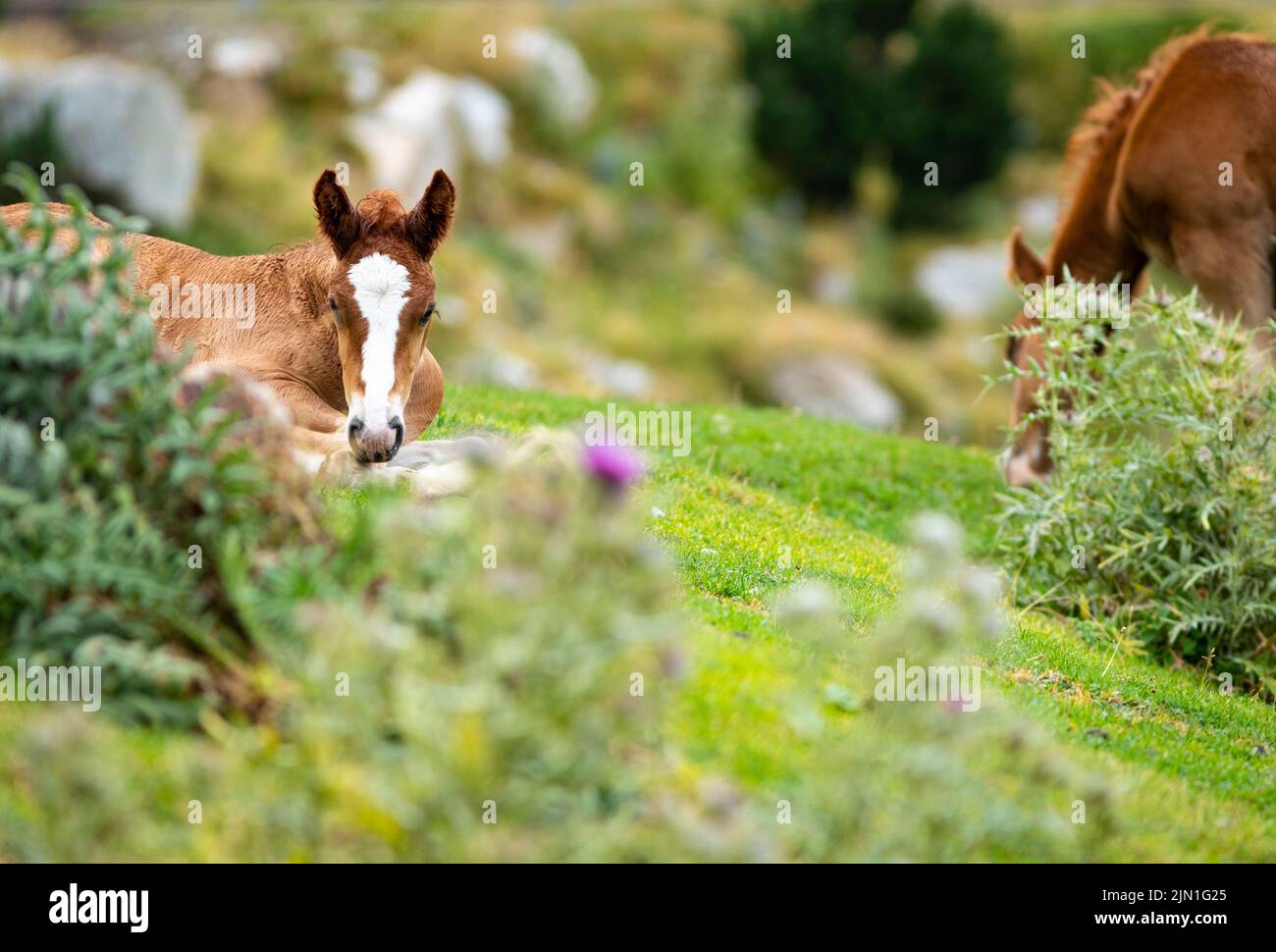 Maschio nemico che riposa in erba con sua madre a fianco (equus ferus caballus) Cavall Pirinenc Català (Cavallo dei Pirenei catalani) Foto Stock