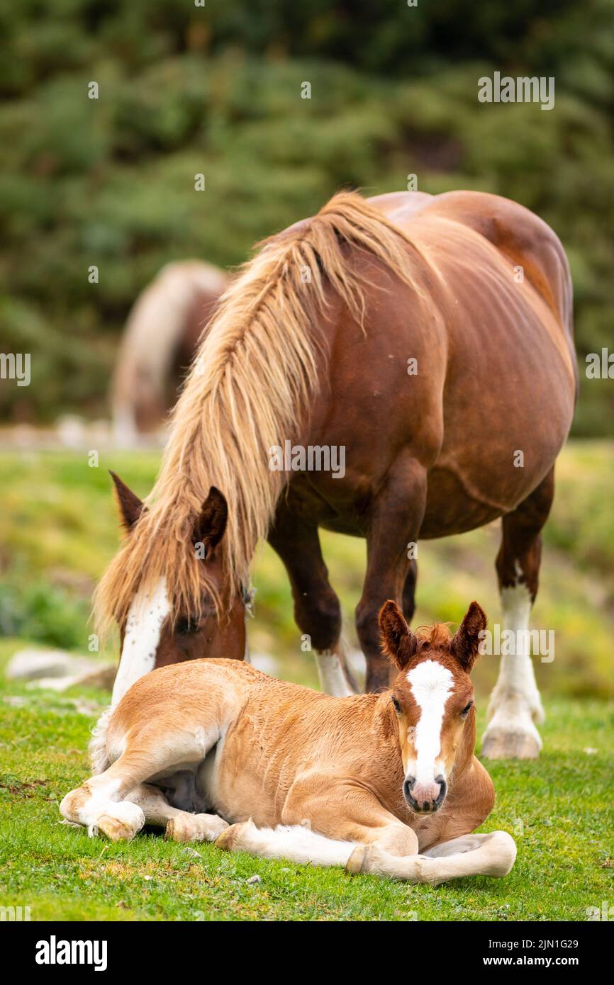 Maschio nemico che riposa in erba con sua madre a fianco (equus ferus caballus) Cavall Pirinenc Català (Cavallo dei Pirenei catalani) Foto Stock