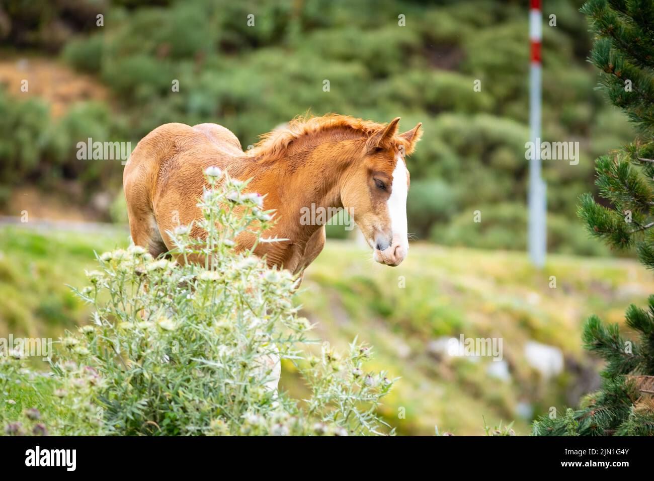 Volpe che camminano nell'erba (equus ferus caballus). Scena estiva nei Pirenei. Cavall Pirinenc Català (Cavallo dei Pirenei catalani) Foto Stock