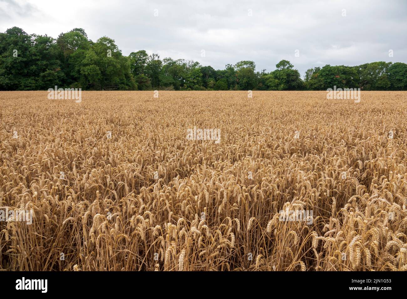 Un campo di grano che fallisce a causa della siccità Foto Stock