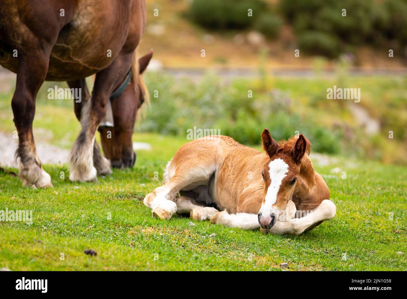 Maschio nemico che riposa in erba con sua madre a fianco (equus ferus caballus) Cavall Pirinenc Català (Cavallo dei Pirenei catalani) Foto Stock