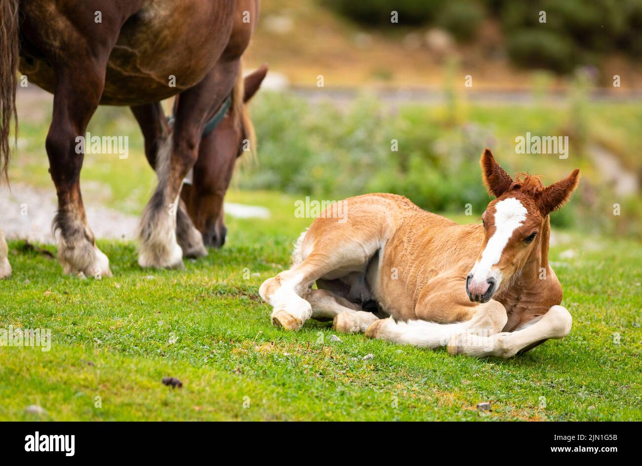 Maschio nemico che riposa in erba con sua madre a fianco (equus ferus caballus) Cavall Pirinenc Català (Cavallo dei Pirenei catalani) Foto Stock