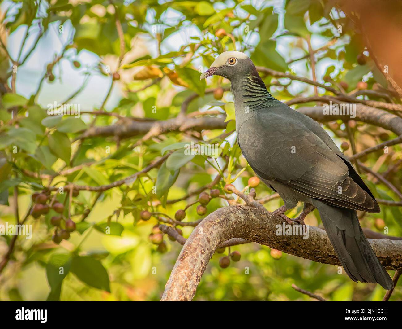 Un piccione a corona bianca arroccato nel baldacchino dell'albero tropicale nelle Florida Keys. Foto Stock