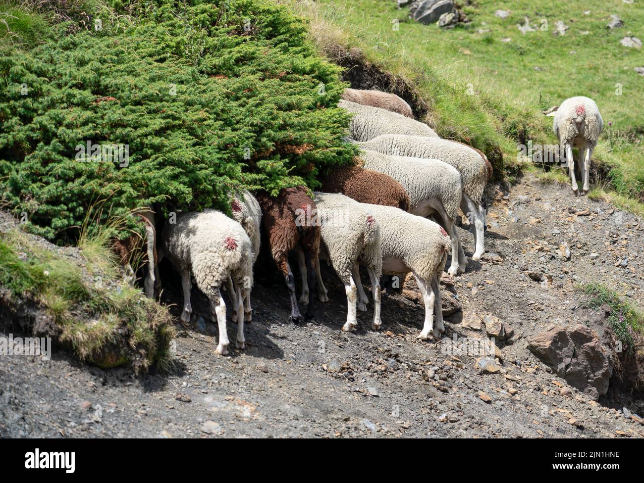 gregge di pecore che nascondono la testa sotto un cespuglio per evitare il sole di mezzogiorno Foto Stock