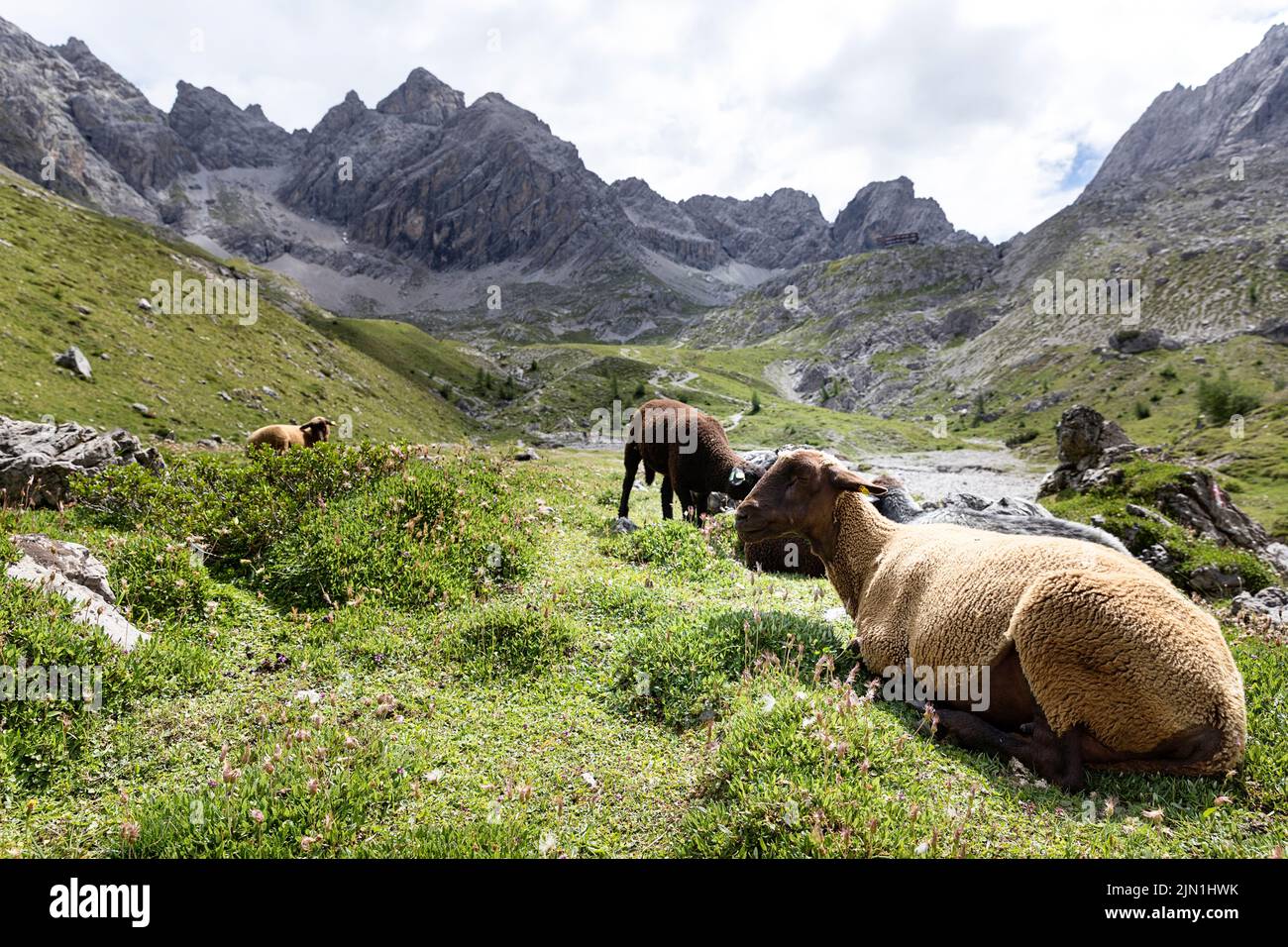 Pecore autoctone in un bellissimo prato alpino vicino a un sentiero per il lago Laserzsee nelle Dolomiti di Lienz, Lienz, Tirolo Orientale, Austria Foto Stock
