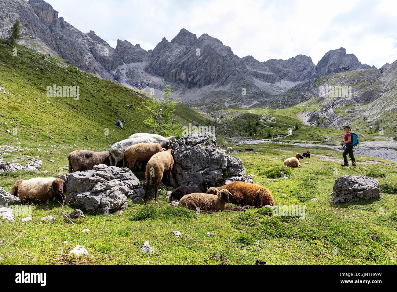 Donna escursionista che guarda le pecore su un sentiero per il Karlsbader Hütte e il lago Laserzsee nelle Dolomiti di Lienz, Tirolo orientale, Austria Foto Stock