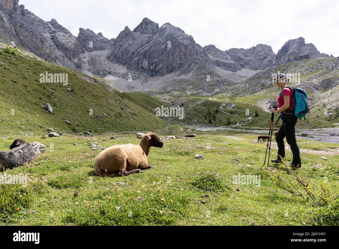 Donna escursionista che guarda le pecore su un sentiero per il Karlsbader Hütte e il lago Laserzsee nelle Dolomiti di Lienz, Tirolo orientale, Austria Foto Stock