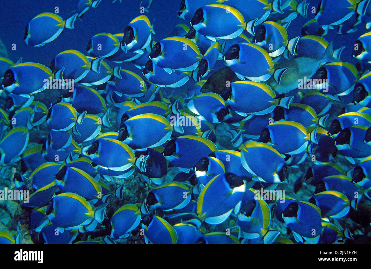 Powderblue Surgeonfishes (Acanthurus leucosternum), scuola, atollo di Ari, Maldive, Oceano Indiano, Asia Foto Stock