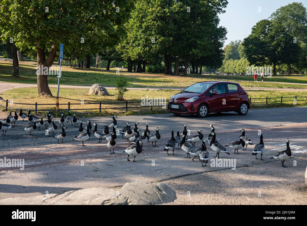 Strada che attraversa le oche barnacle (Branta leucopsis) nel distretto di Kaivopuisto di Helsinki, Finlandia Foto Stock