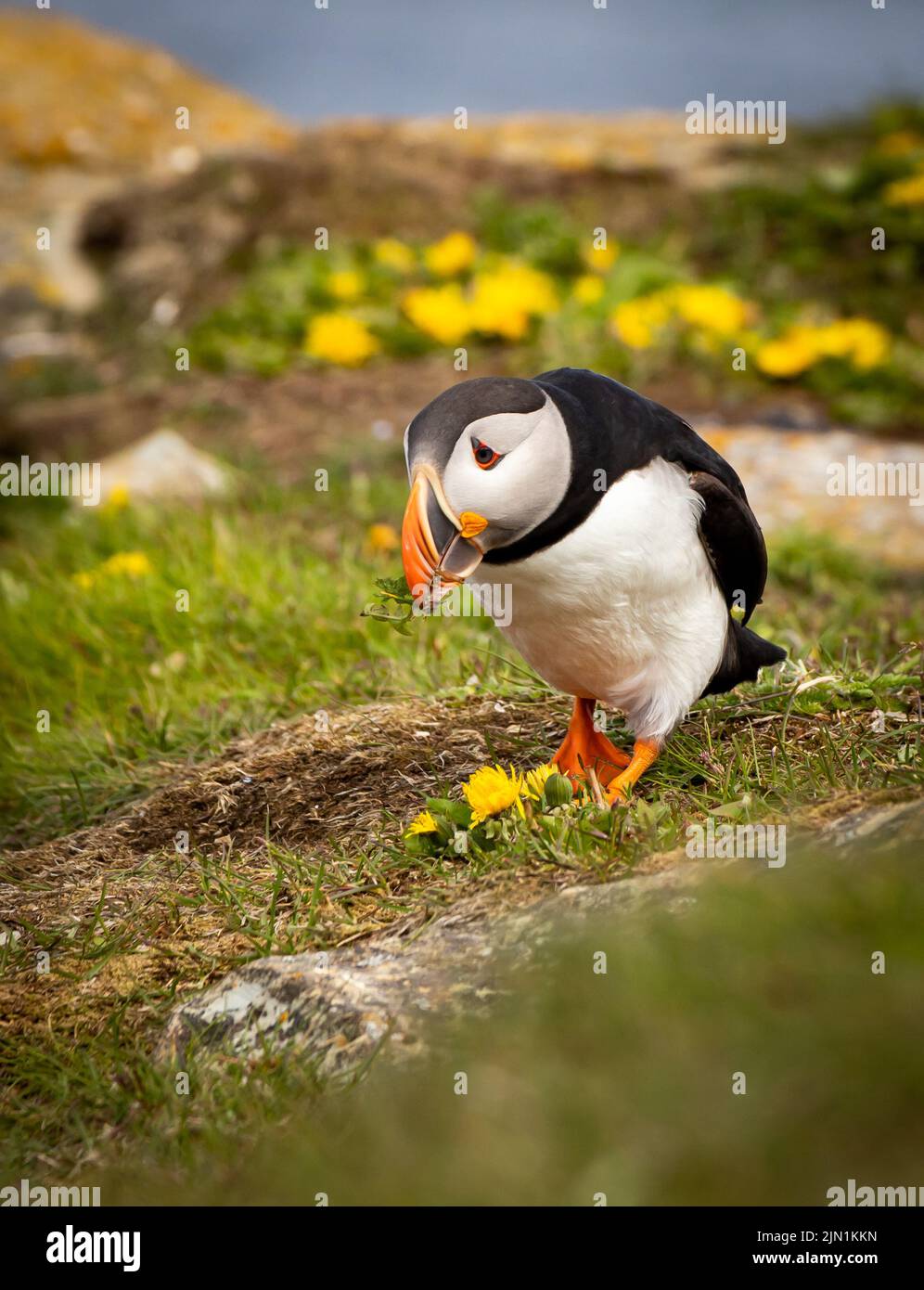Il Terranova Puffins Foto Stock