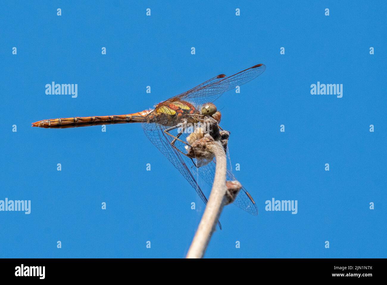 Comune Darter libellula su un bastone di nocciola contro un cielo blu Foto Stock