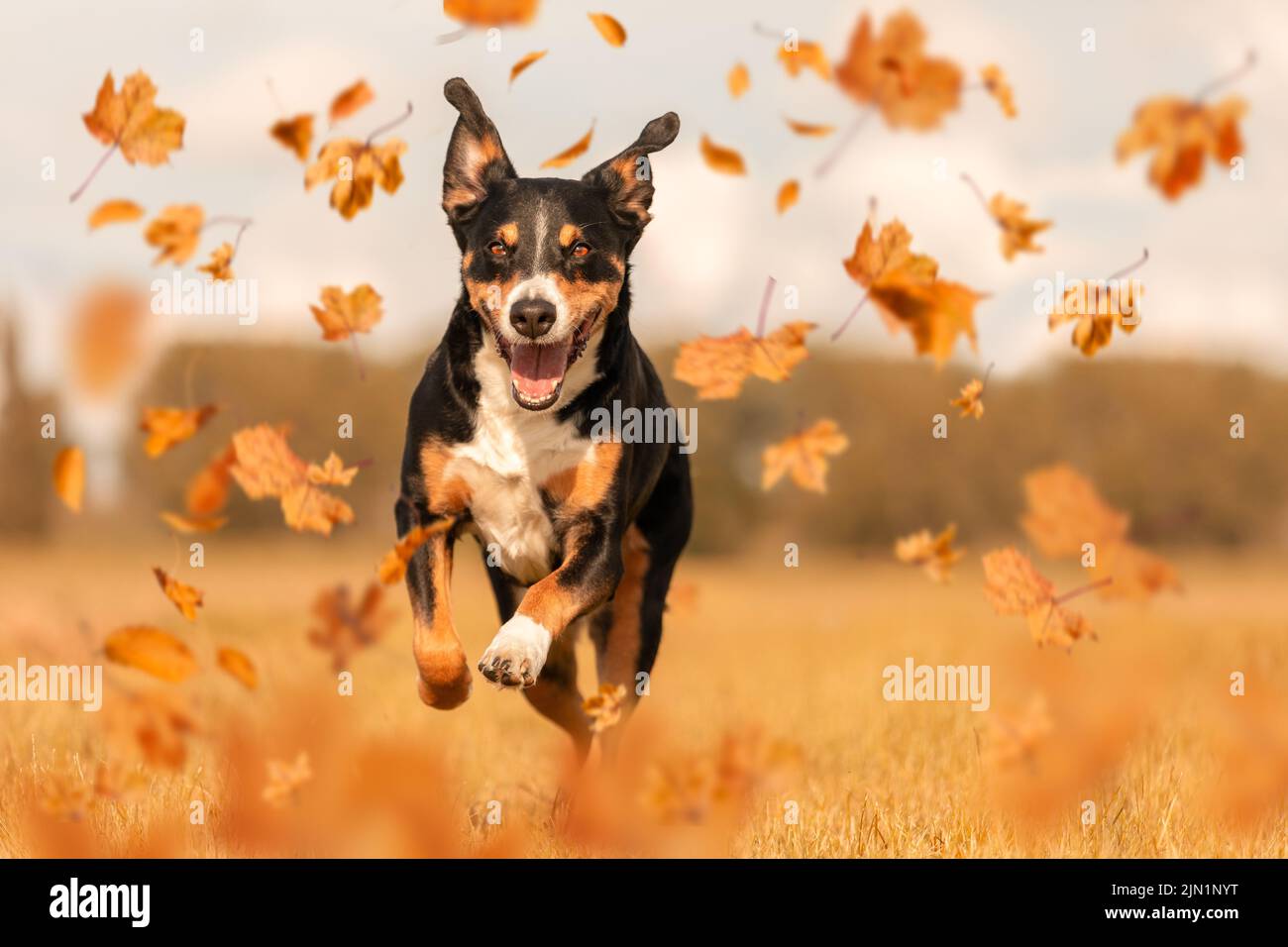 Appenzeller Sennenhund saltare in autunno foglie Foto Stock