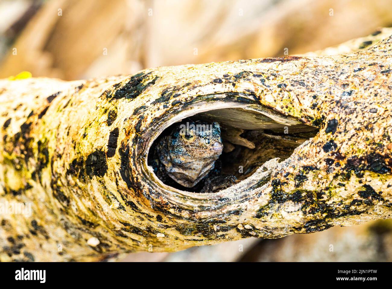 iguana gallita su un giornale di accesso su una spiaggia Foto Stock