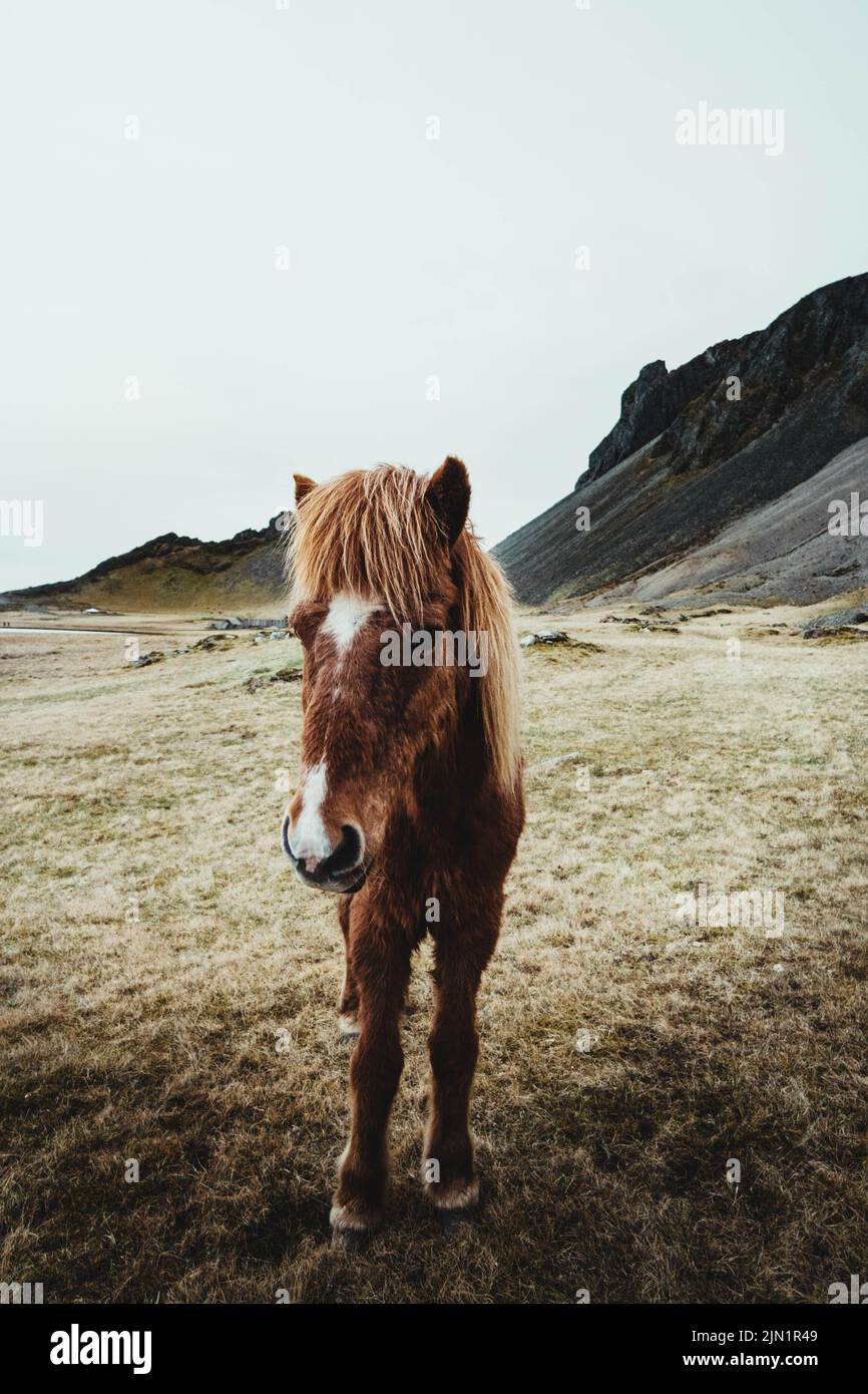 Cavalli selvaggi islandesi in mezzo alla natura contro le montagne Foto Stock