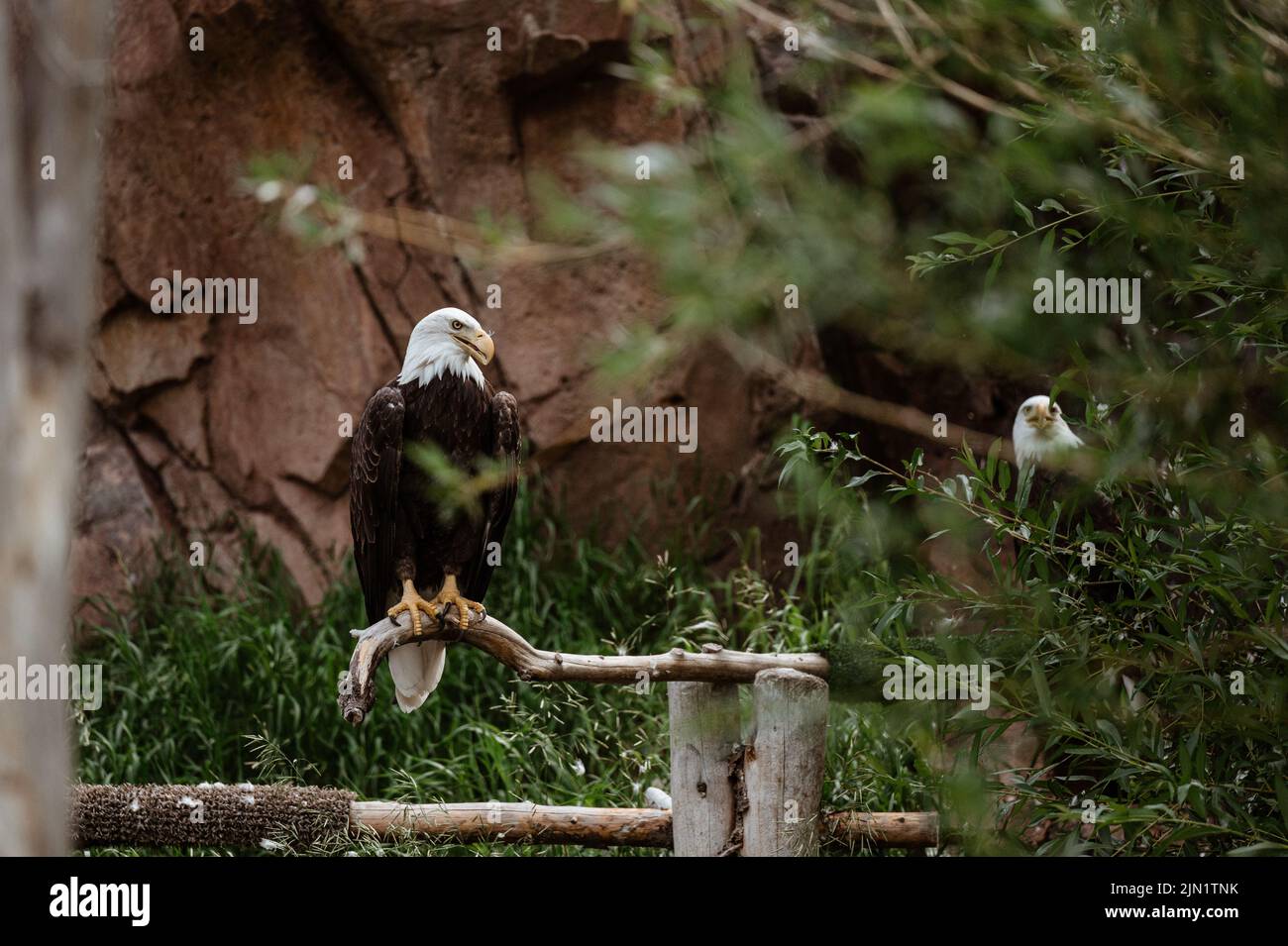 Aquila calva in cattività a West Yellowstone Foto Stock