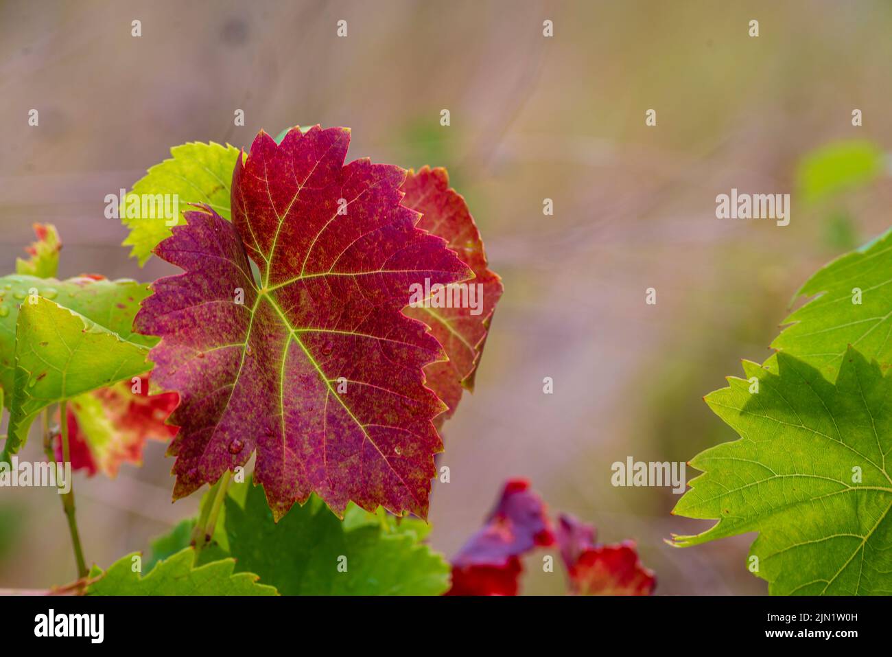 Belle foglie d'uva rossa da vicino. Luce solare brillante. Autunno sfondo naturale. Bella autunno foglie su una vite. Vigneto Moldavia. Spazio copia Foto Stock