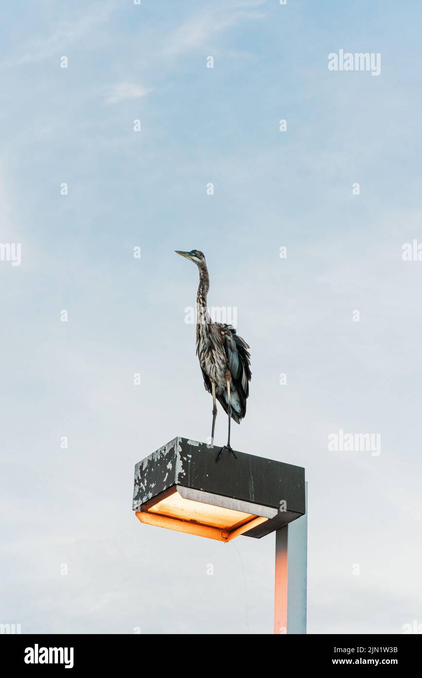 Un uccello che guarda il tramonto Foto Stock