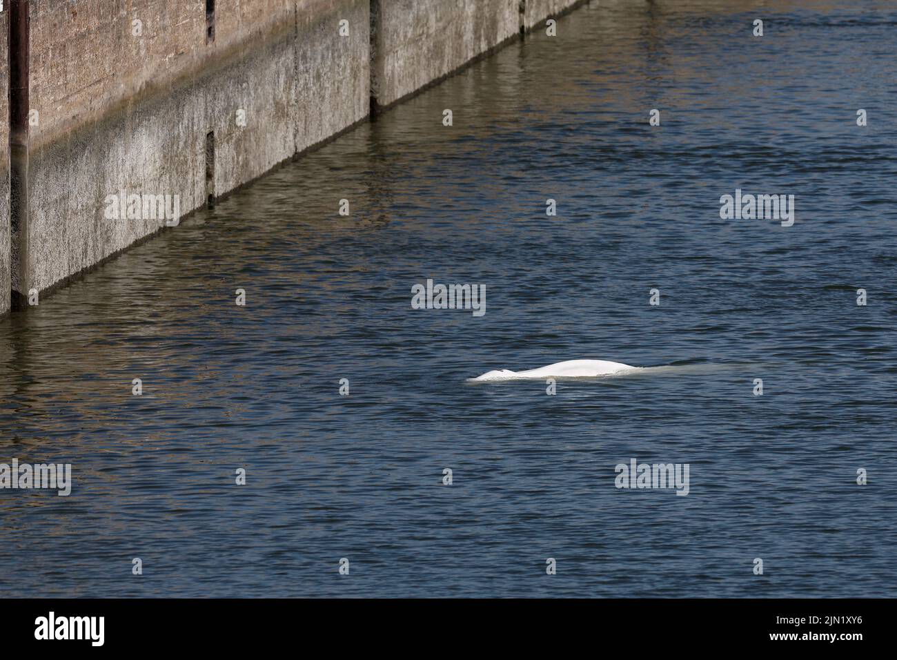 Una balena Beluga nuota sul fiume Senna francese, vicino alla serratura di Notre-Dame-de-la-Garenne a Saint-Pierre-la-Garenne, Francia, 8 agosto 2022. REUTERS/Benoit Tessier Foto Stock