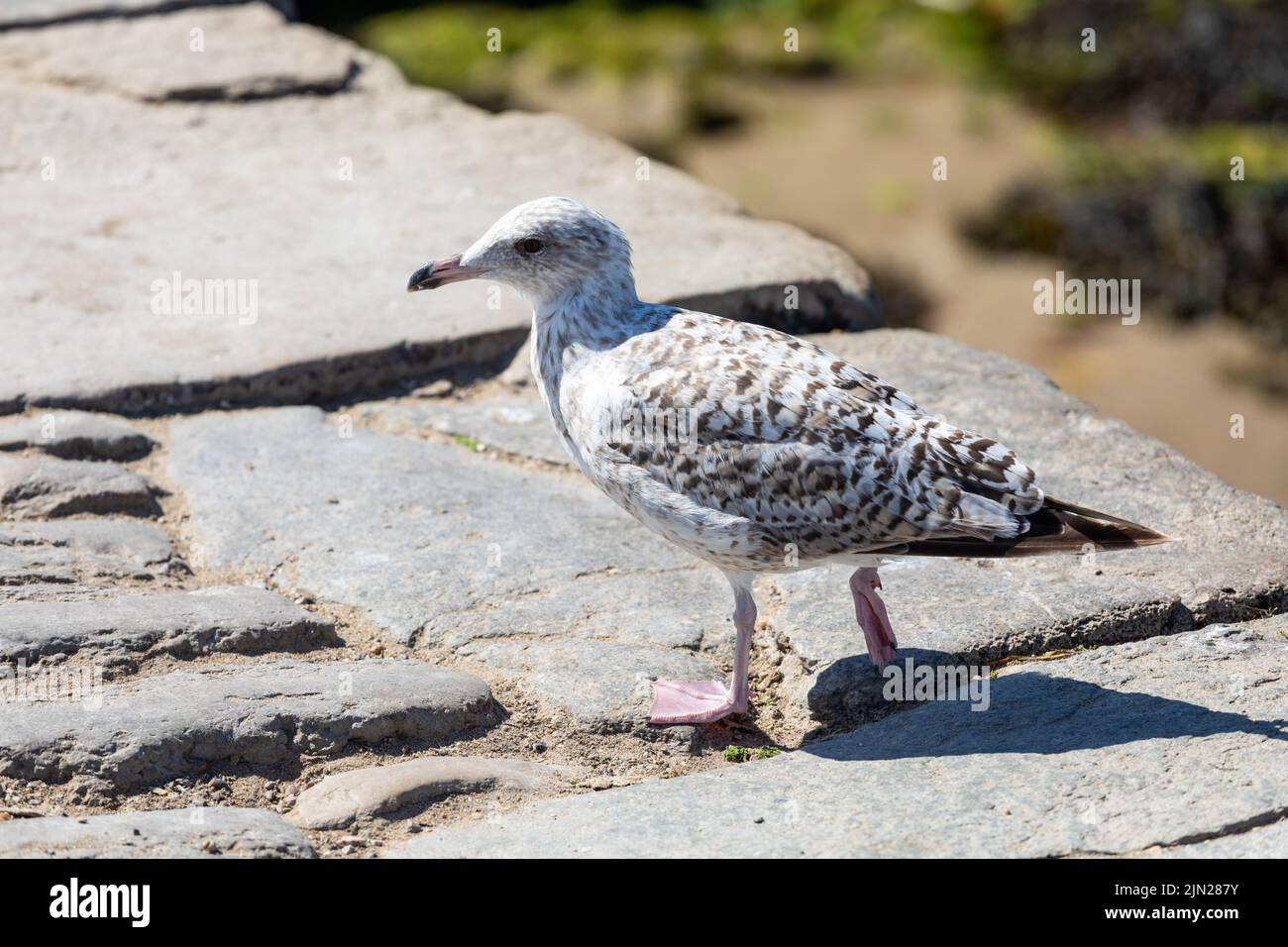 Giovane gabbiano di aringa europeo, Larus argentatus, Swanage, Dorset, Inghilterra Foto Stock